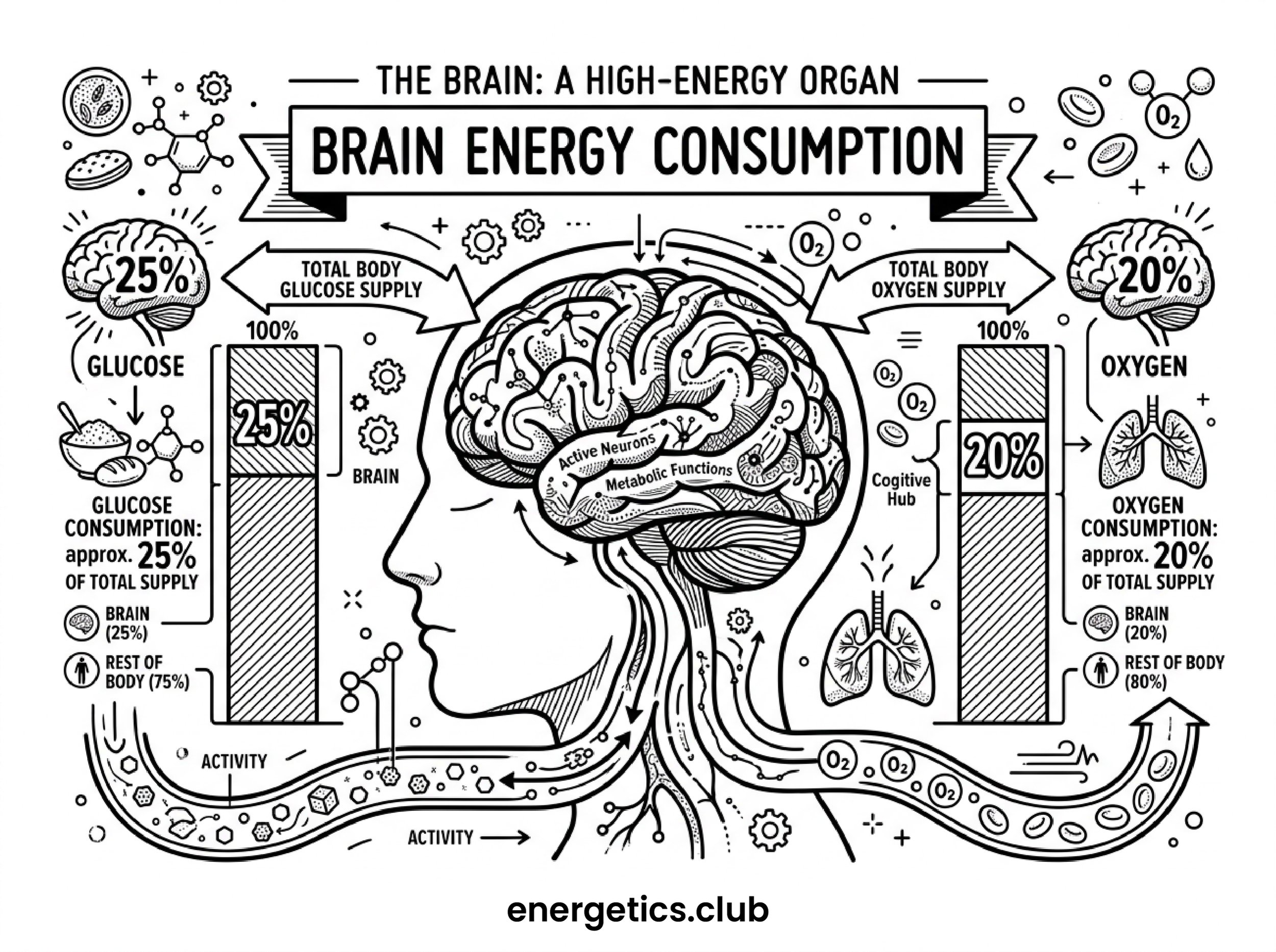 doagram to demonstrate how much energy the brain uses