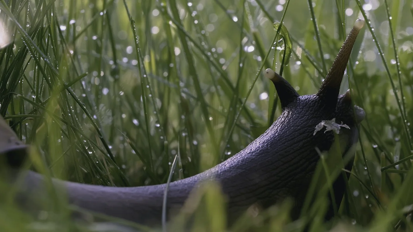 Slugs, Static, and Sleep: Why a Midnight Stroll in the Garden is Actually Scientific Genius