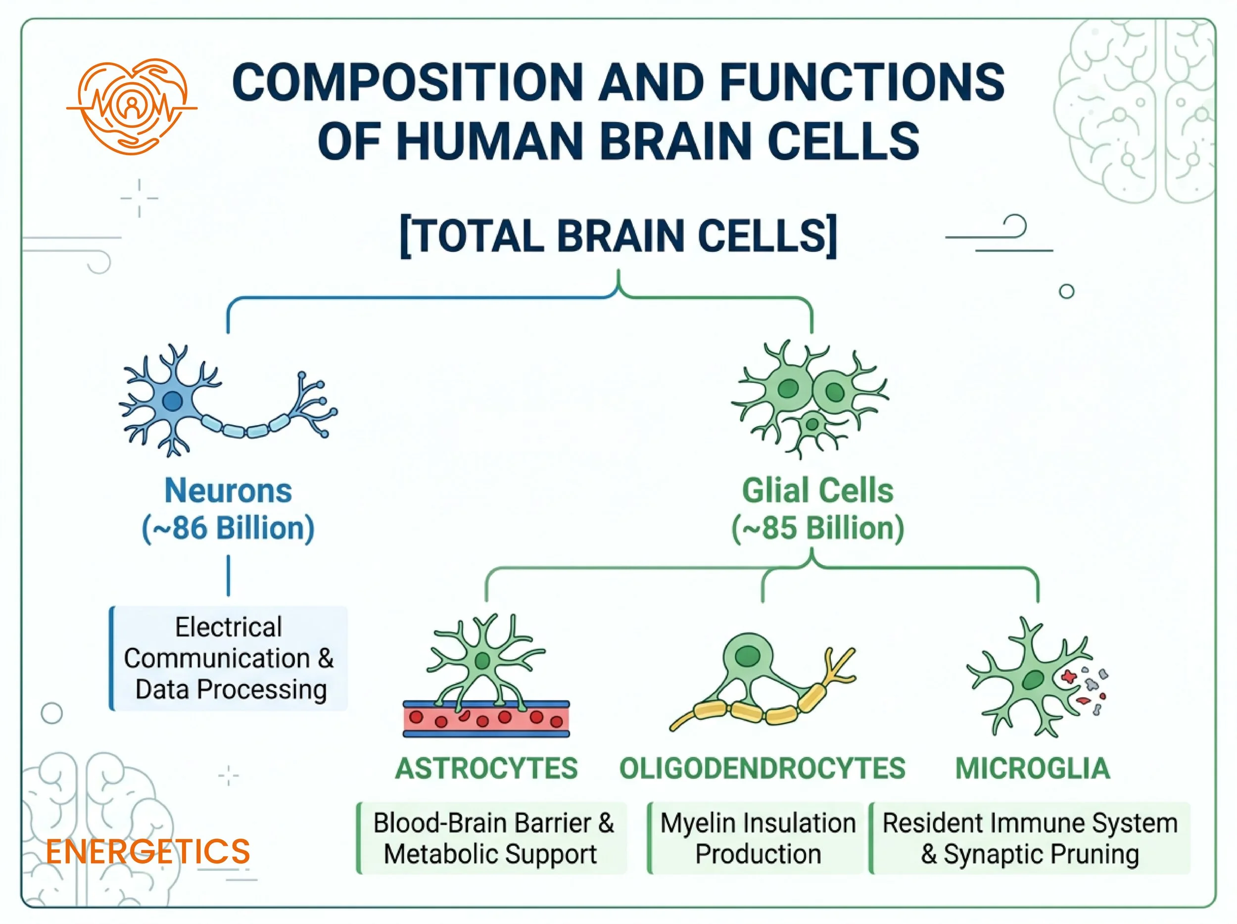diagram to show what the brain is made of