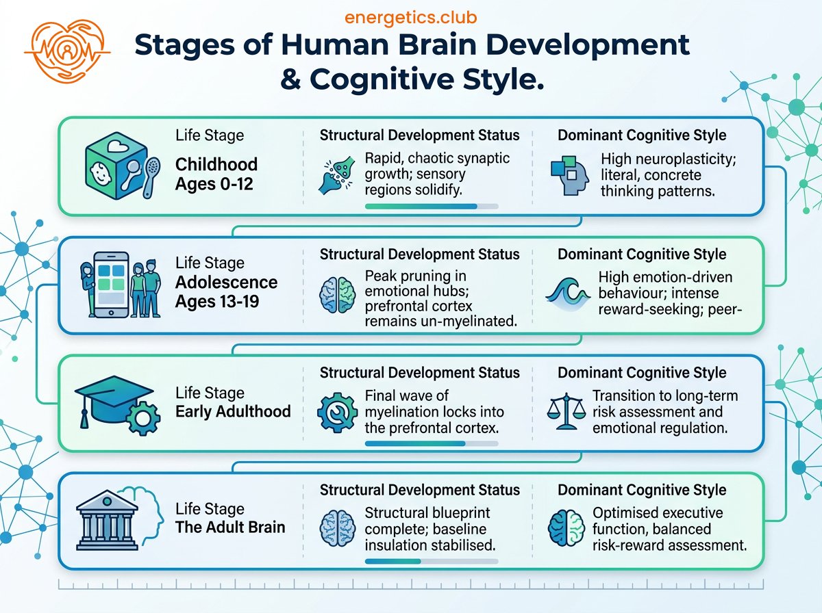 stages of human brain development diagram