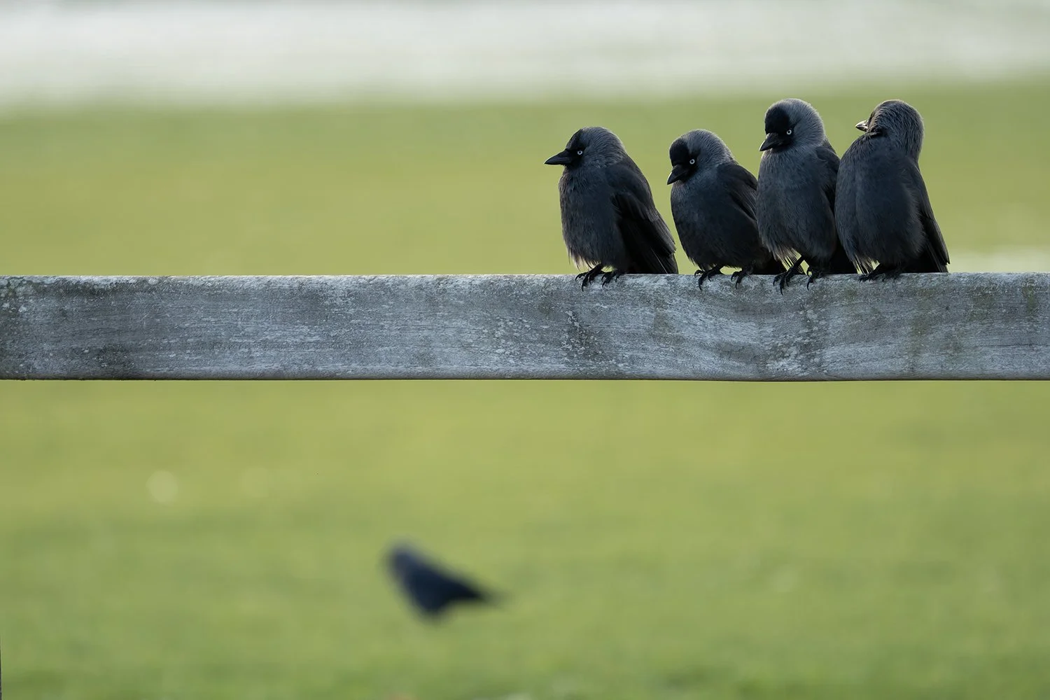 The more the merrier