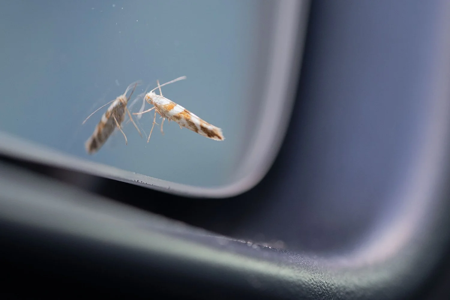 The moth in the mirror