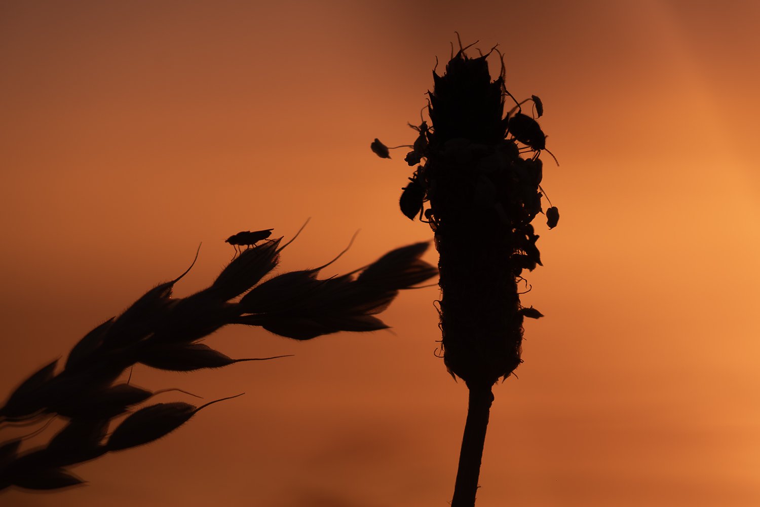Sunset silhouettes