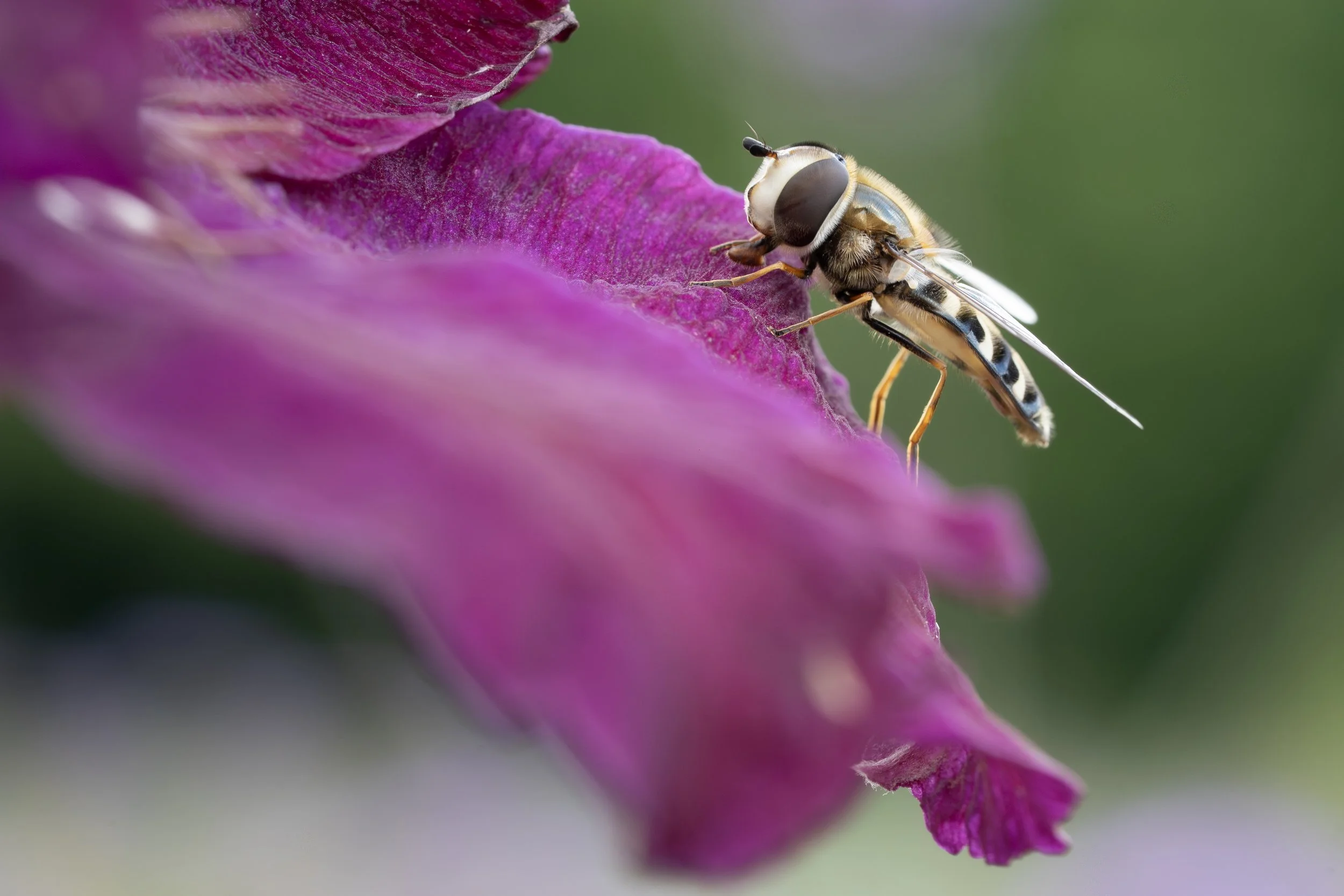 Petal pause