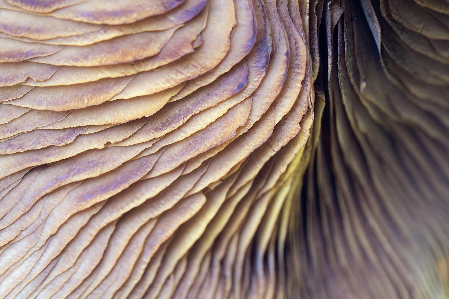 Mushrooms