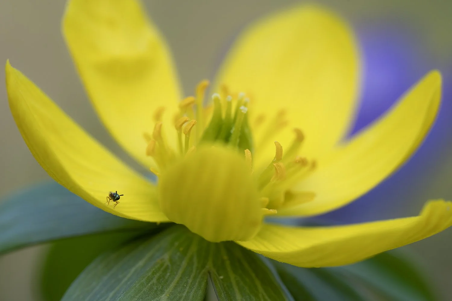 Yellow hello