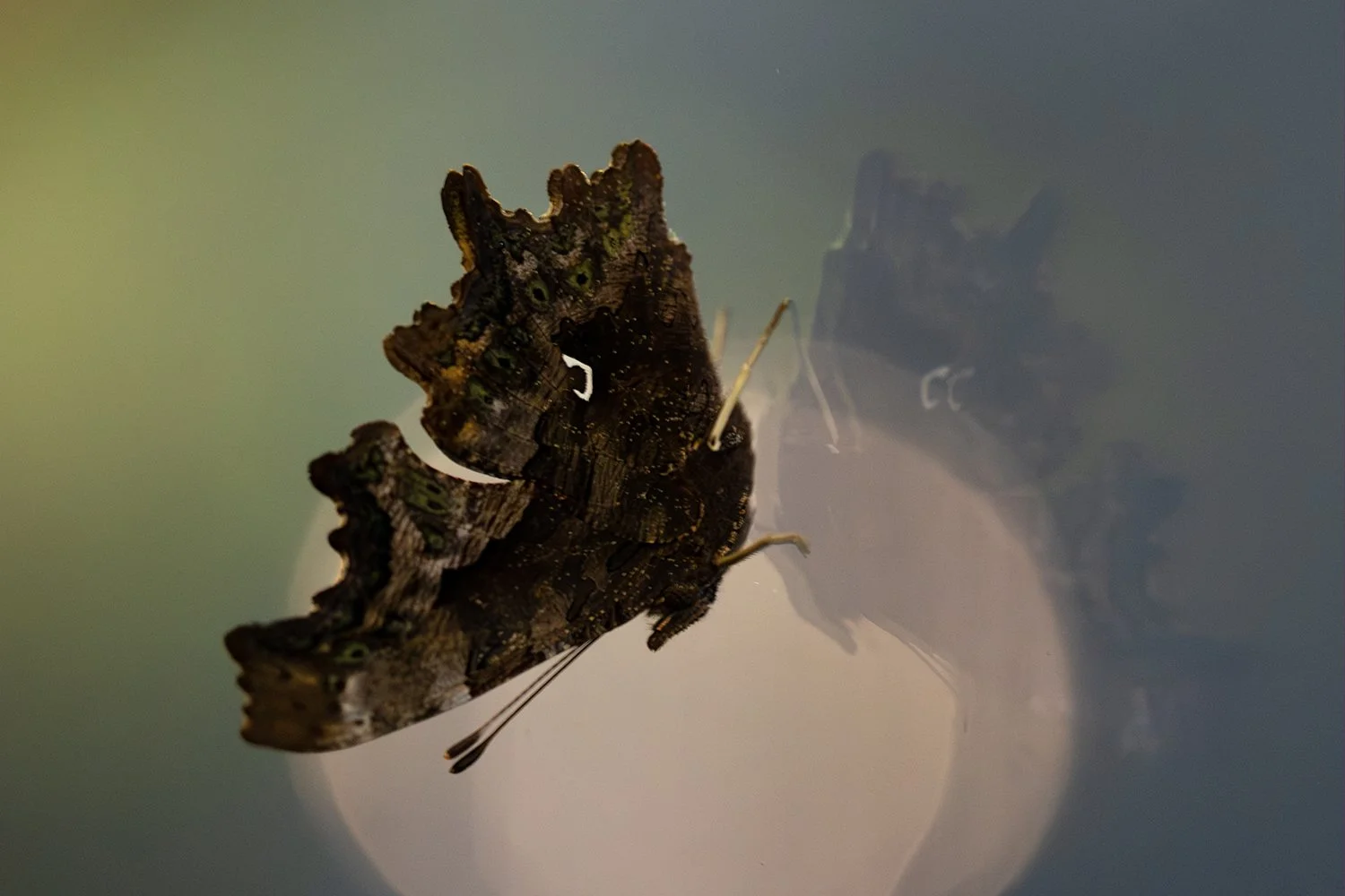 Insects and critters