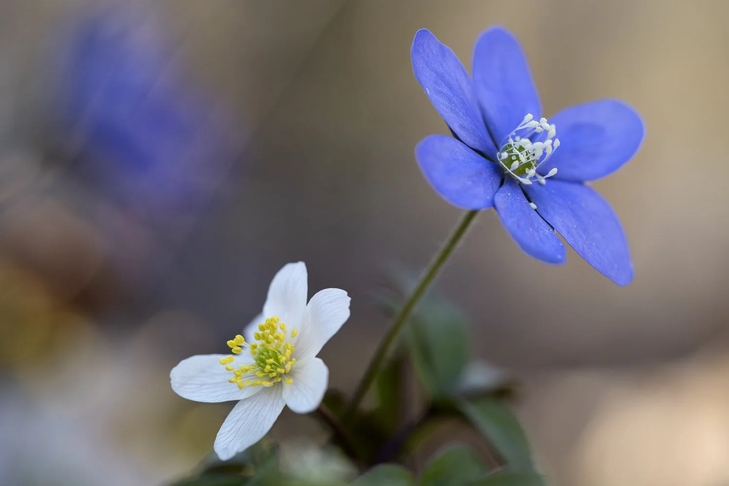 Wildflowers and plants
