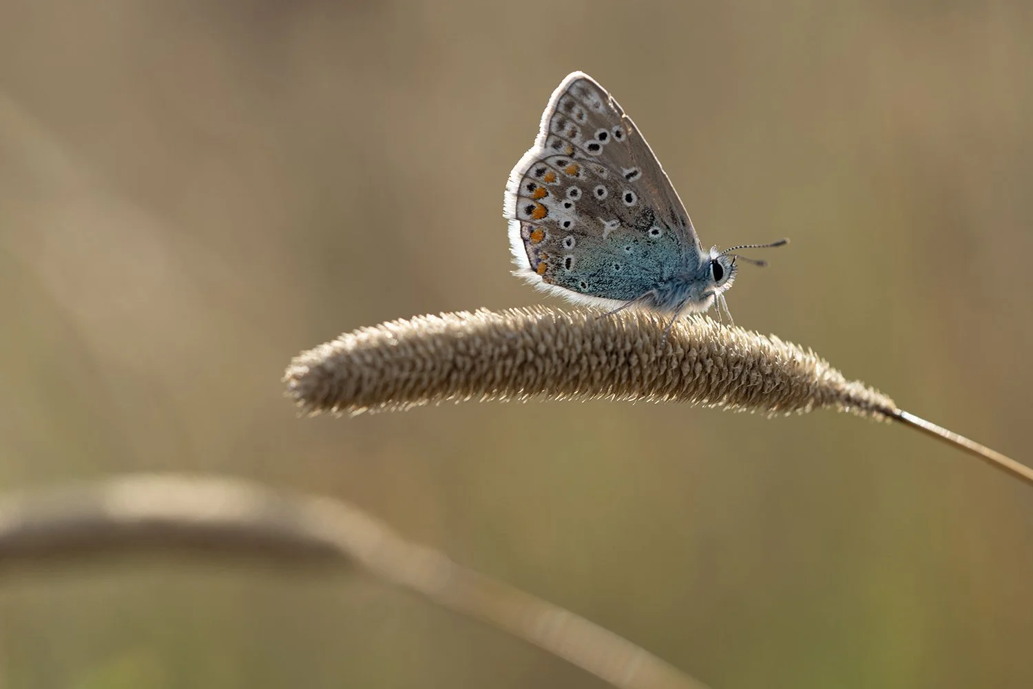Late summer blues