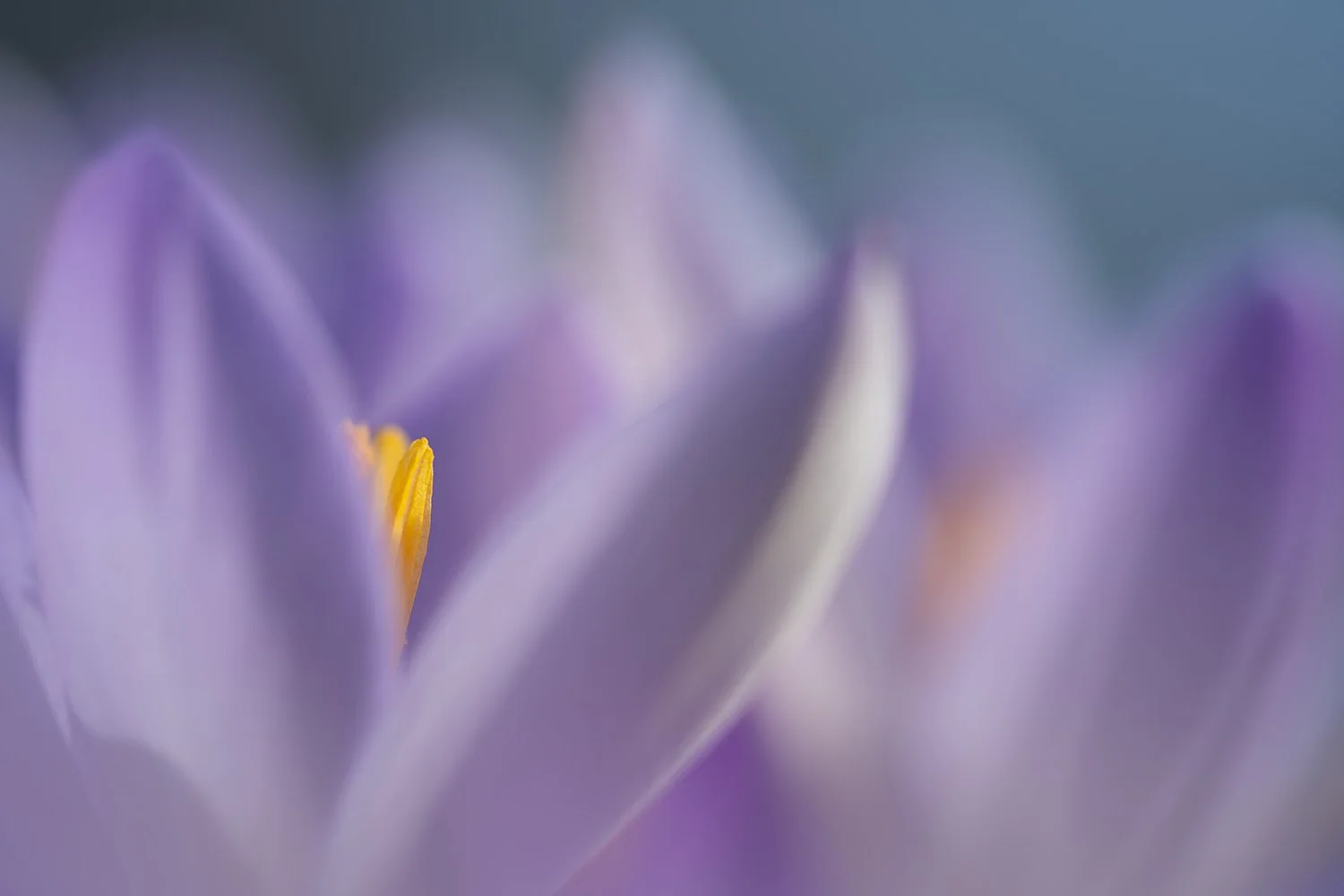 Springtime softness