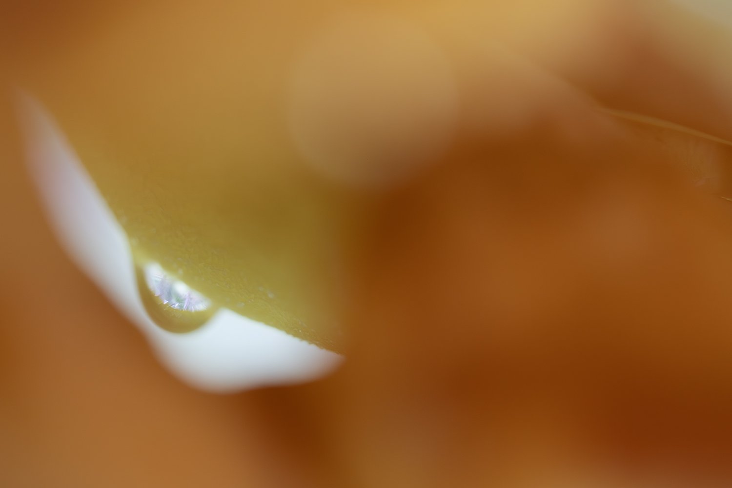 Glimpse