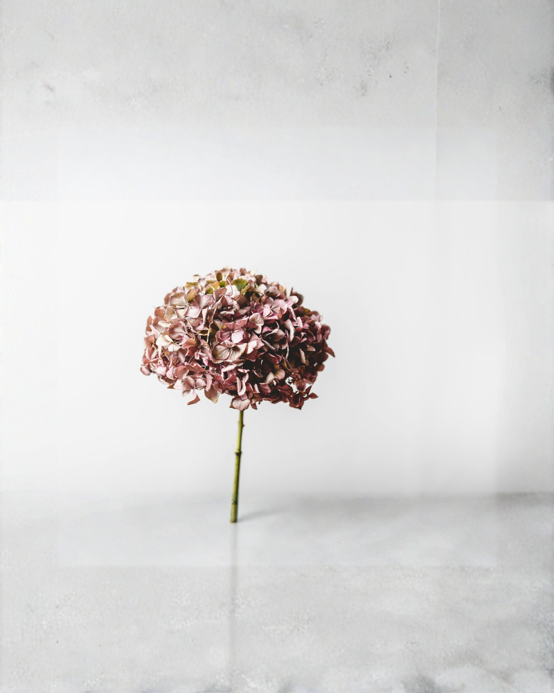 Single dried pink hydrangea flower with its stem on a white surface.