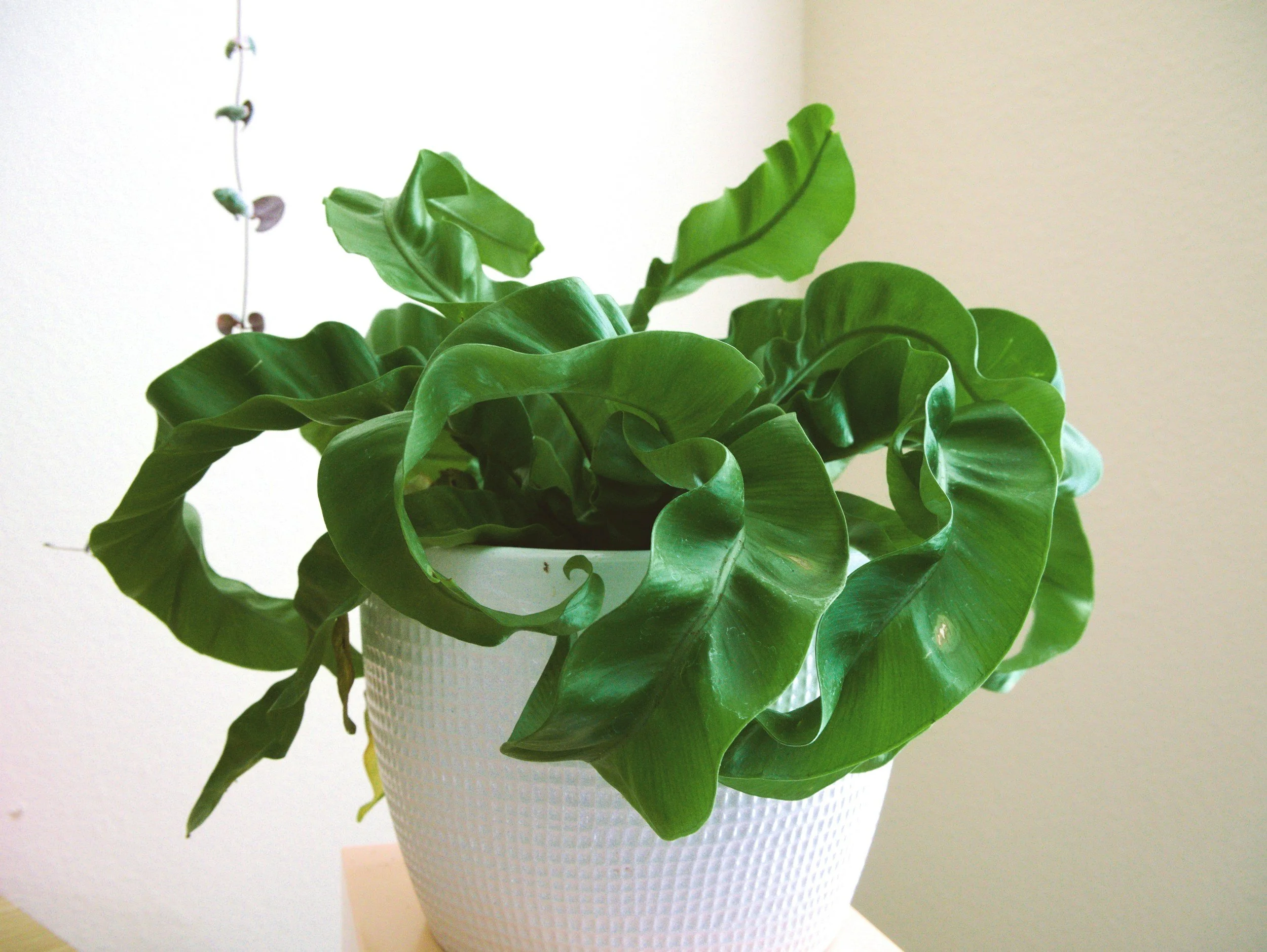 plant in white pot trauma therapist nyc