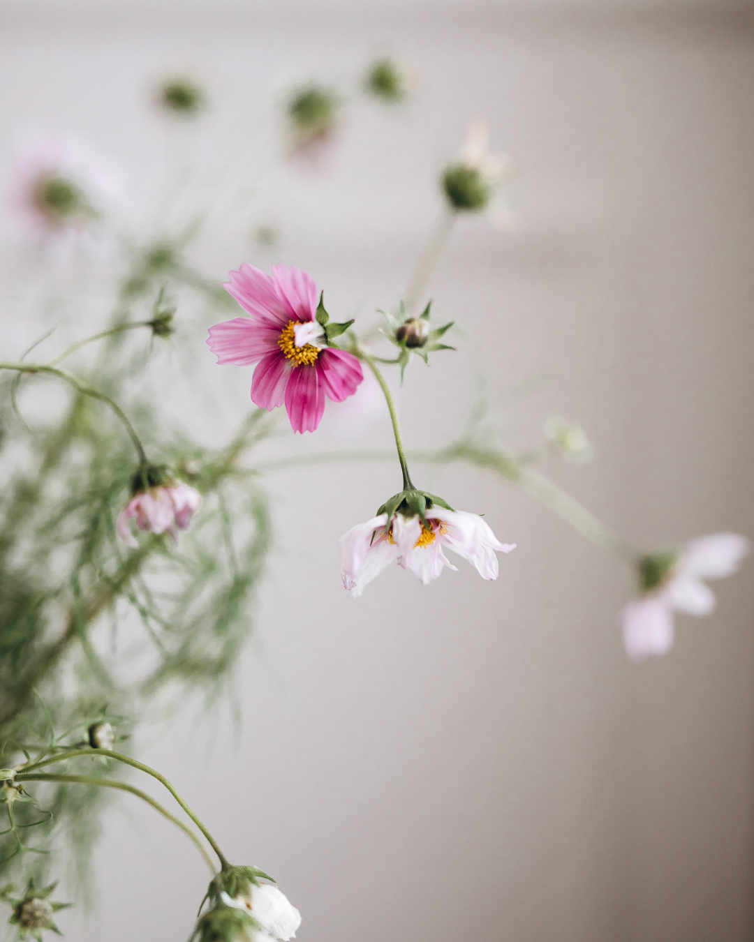 Close-up of pink and white cosmos flowers with green stems against a neutral background.