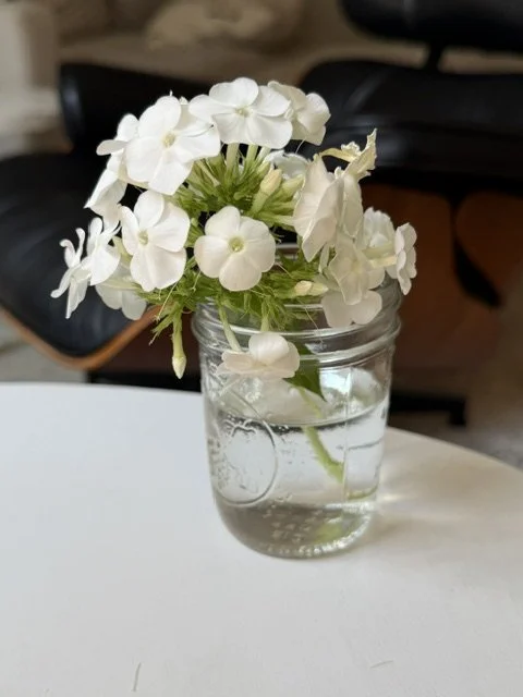 Glass jar vase of white phlox flowers on a white table with a black leather chair in the background