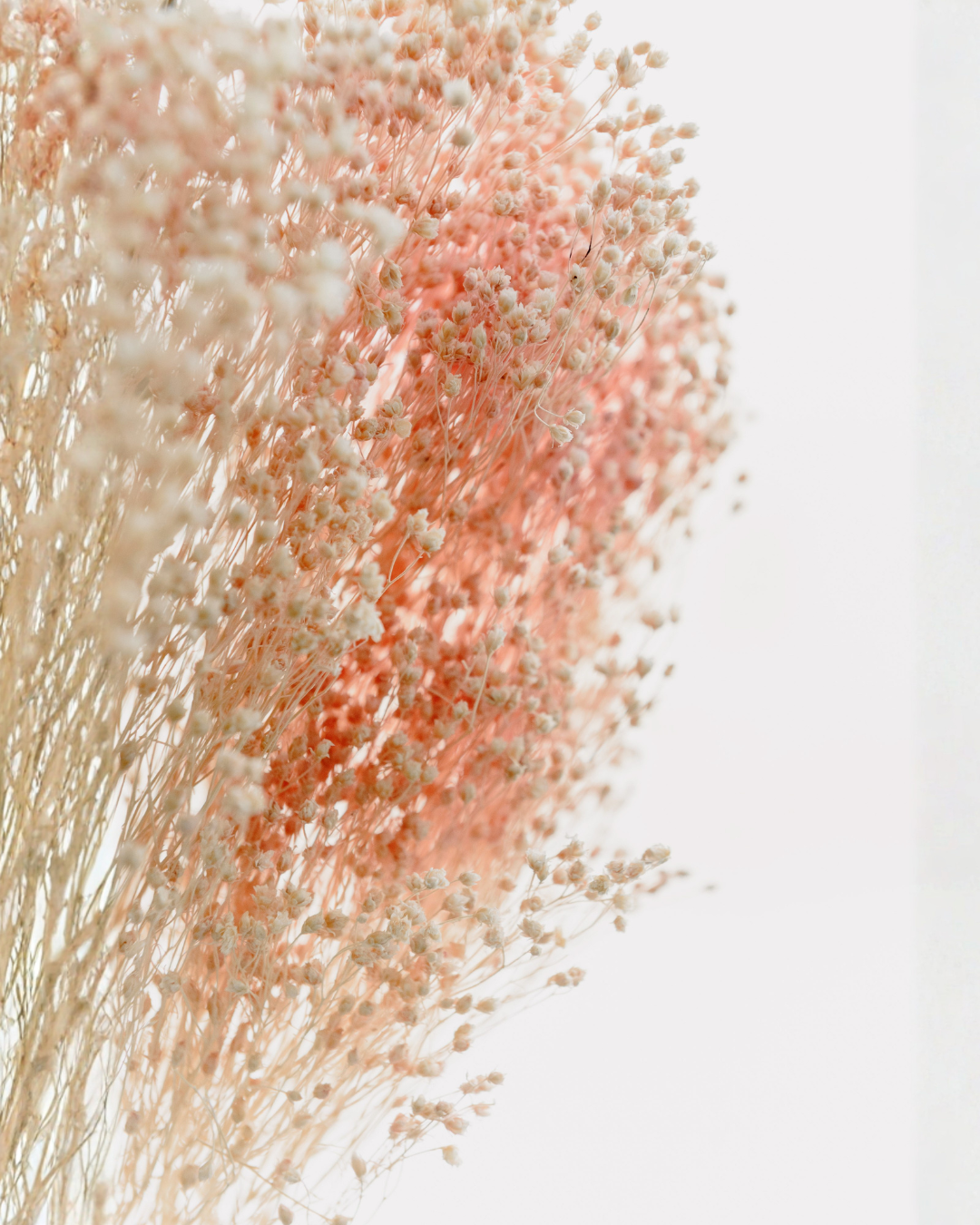 Close-up of dried pink and beige flowers or grasses against a white background.