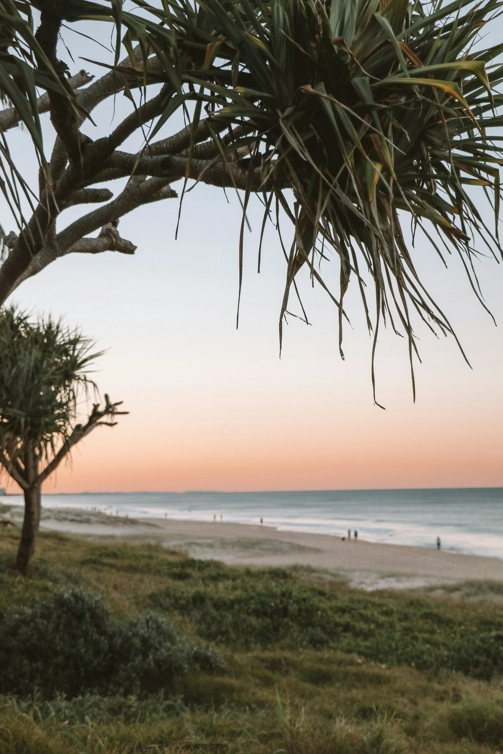 A beach scene during sunset with a tree in the foreground, the ocean in the background, and a few people walking along the shoreline.