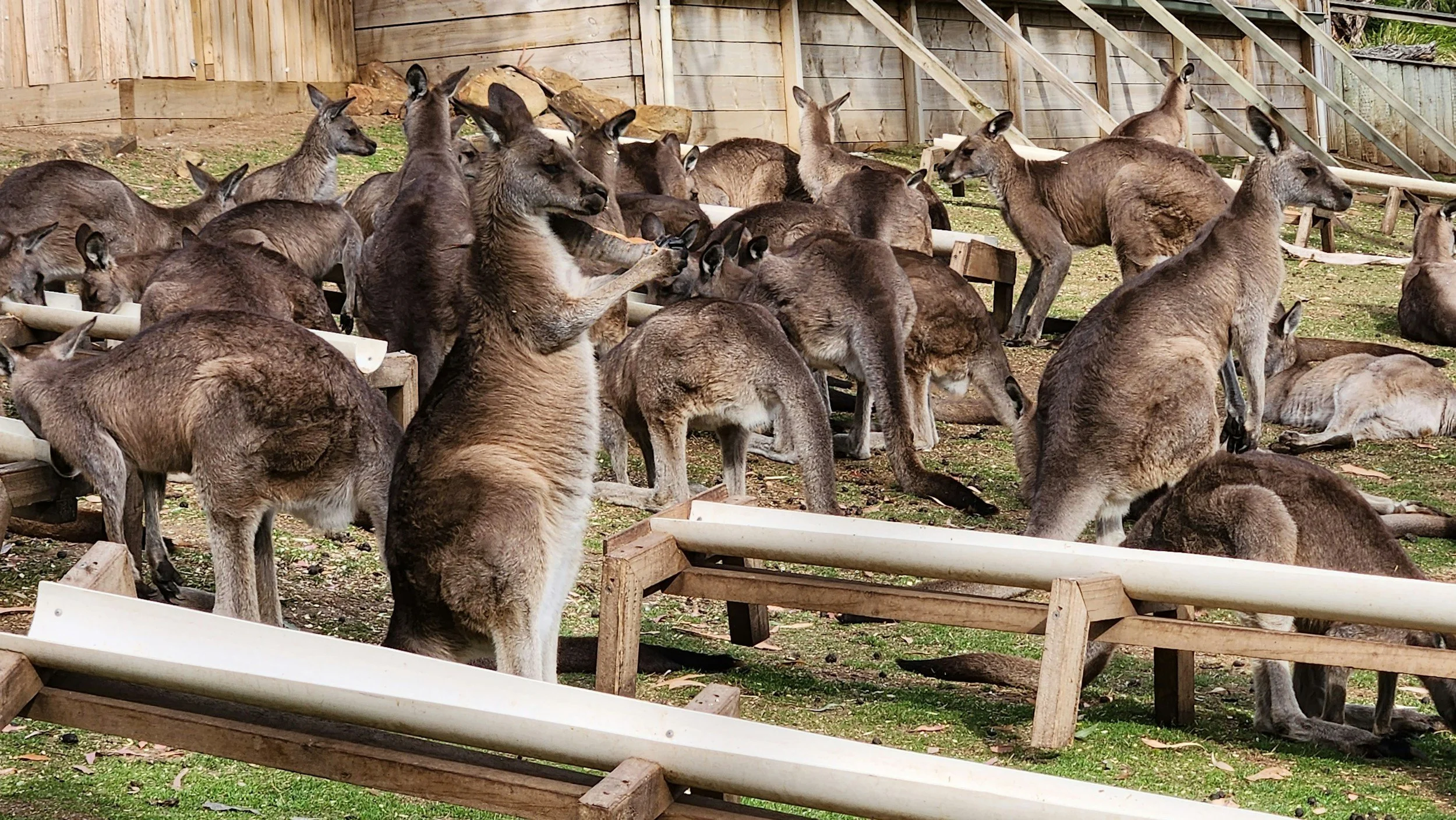 A group of kangaroos in an enclosure with wooden fencing, some eating and some resting on the ground.
