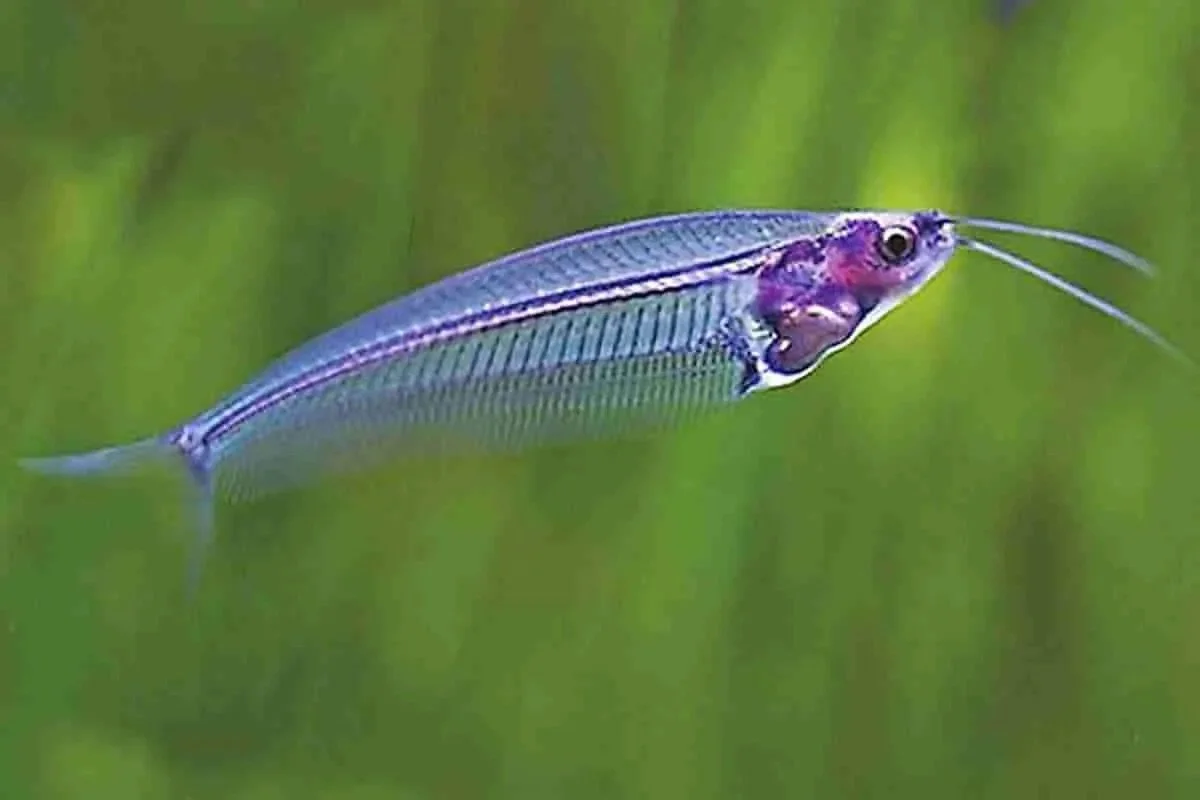 GLASS CATFISH.jpeg