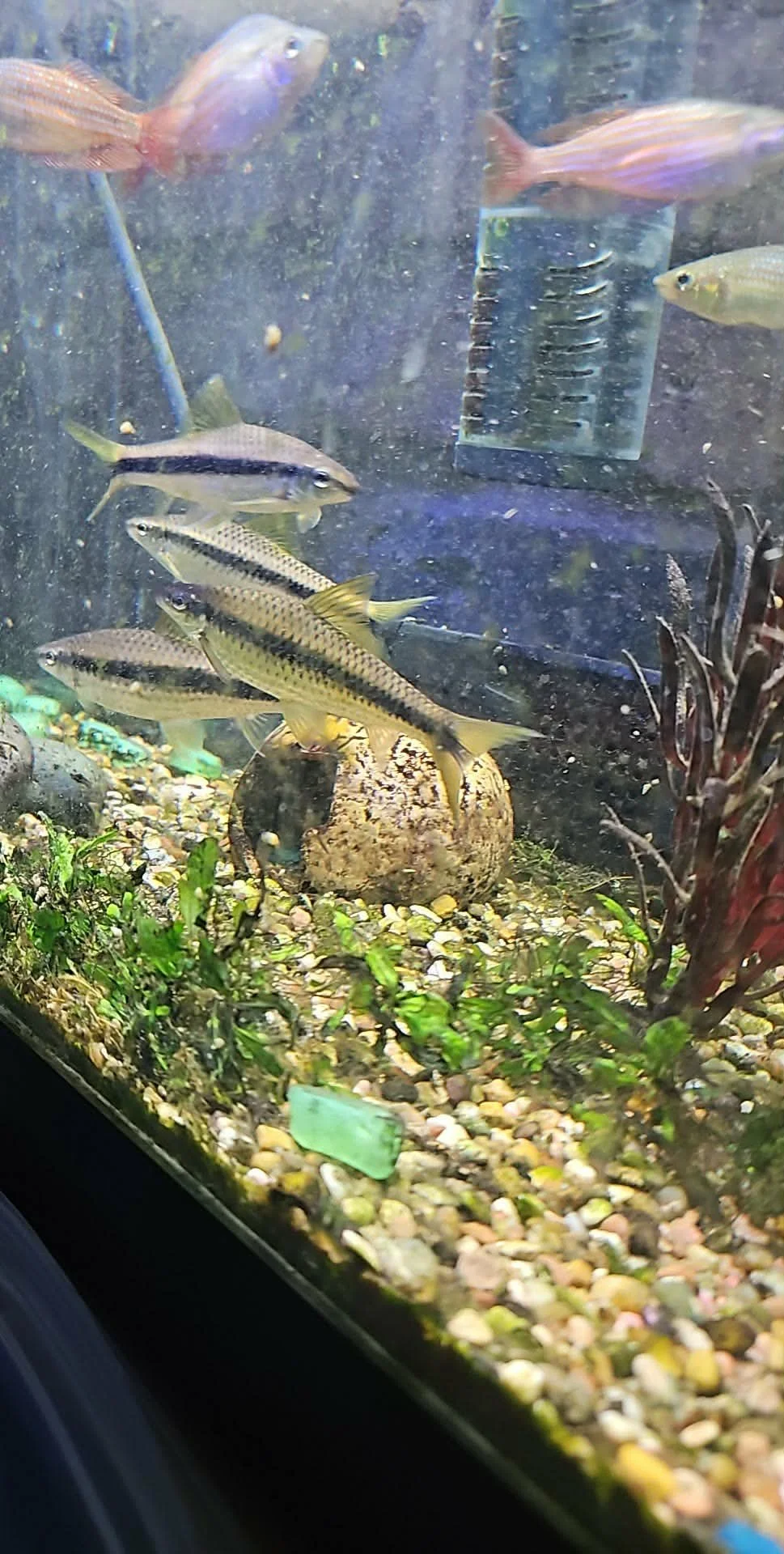 SIAMESE ALGAE EATER