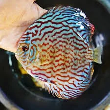 RED TURQUOISE DISCUS