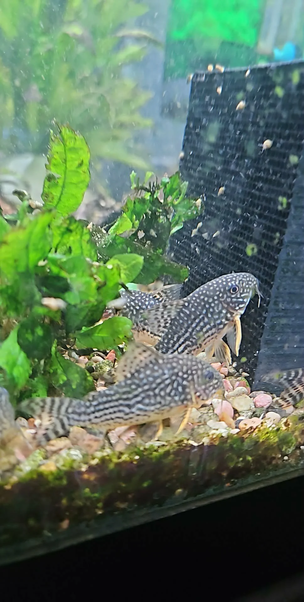 STERBAI CORYDORA X 3