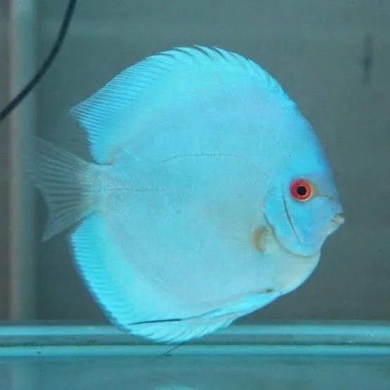 BLUE DIAMOND DISCUS