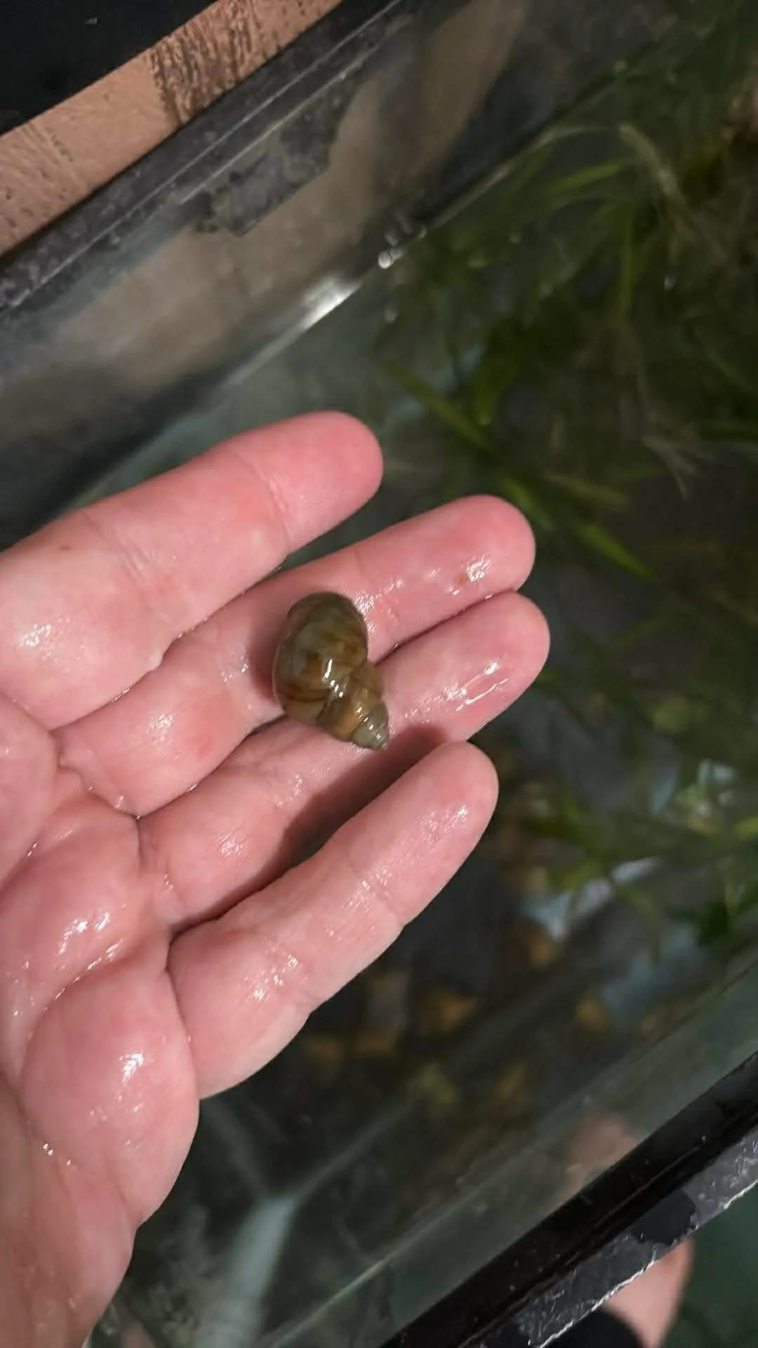 JAPANESE TRAPDOOR SNAIL