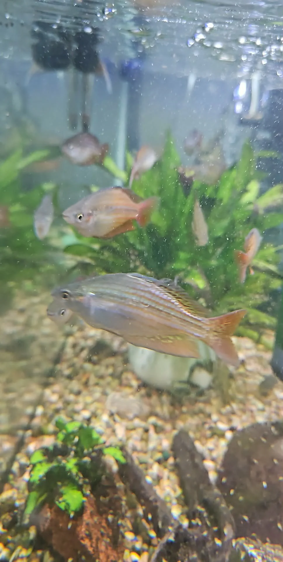 DEEP WATER CREEK RAINBOW