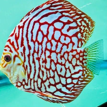 RED RAFFLESIA DISCUS