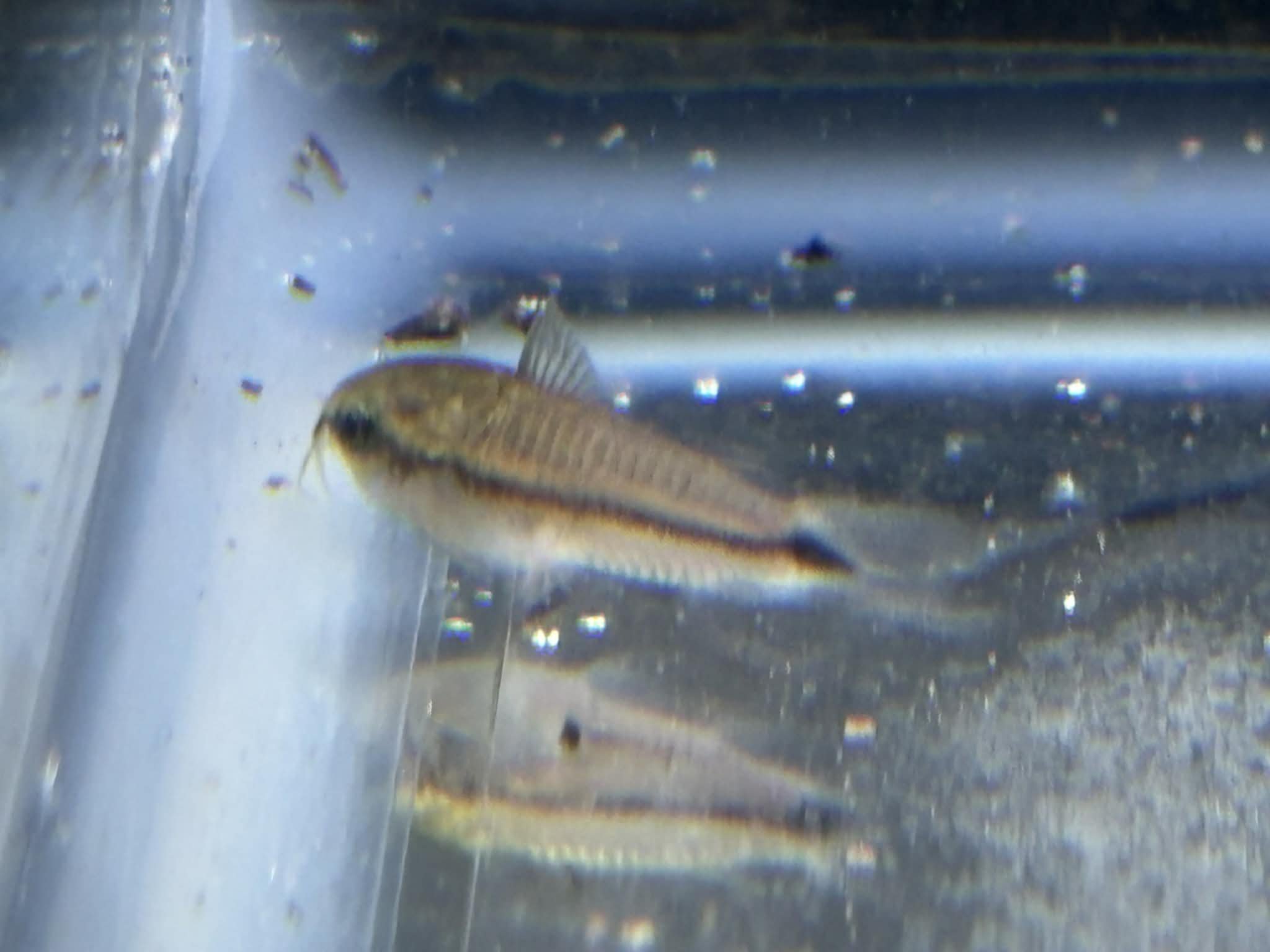 PYGMY CORYDORA