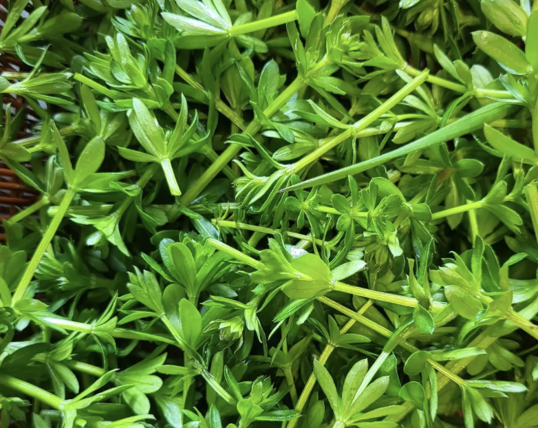 Wildkräuterwanderung