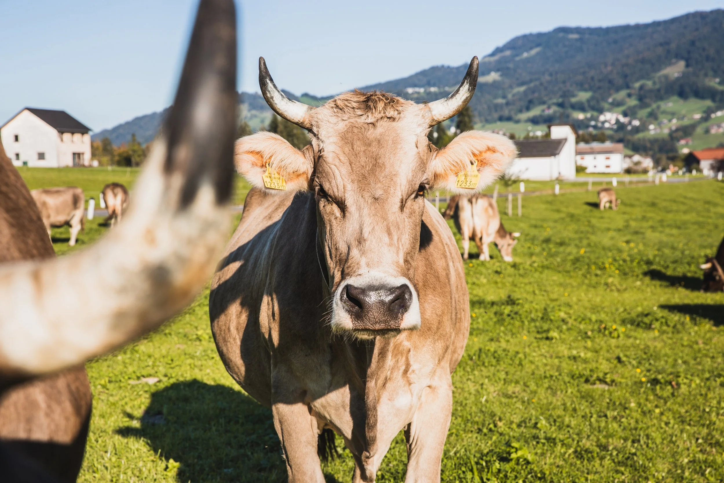 Braunvieh mit Horn.jpg