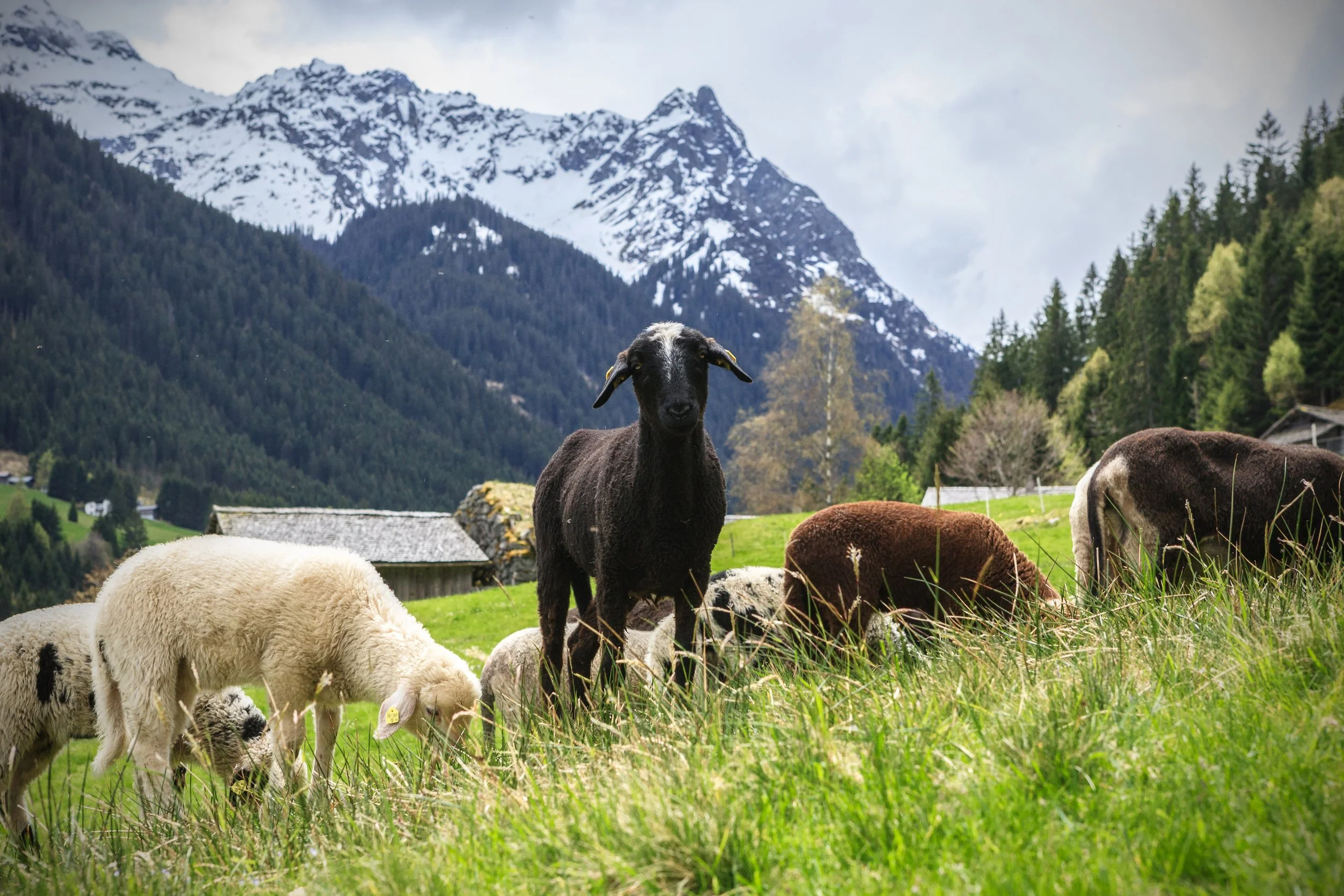 Montafoner Steinschafe auf der Weide