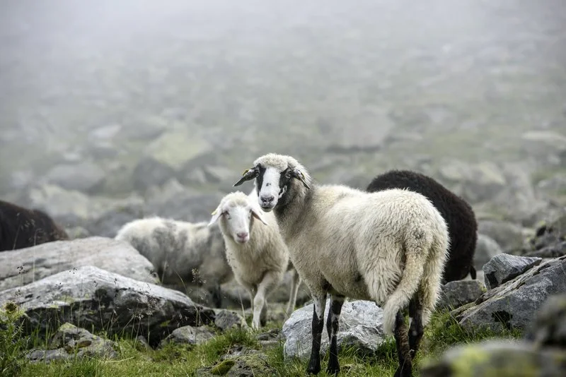 Herde von Steinschafen auf einer felsigen, nebligen Wiese