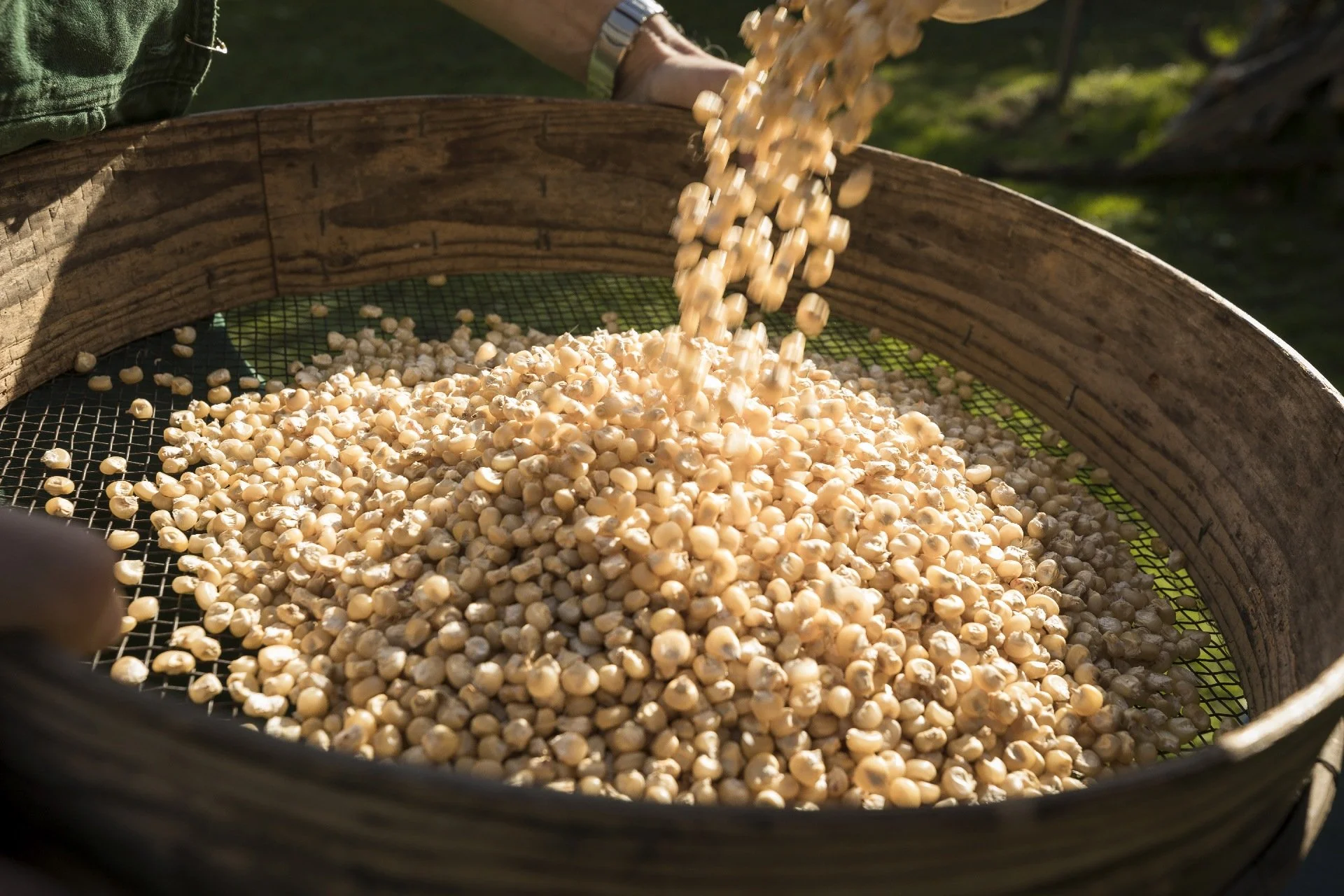 Traditionelle Sorte Vorarlberger Riebelamais wird gesiebt