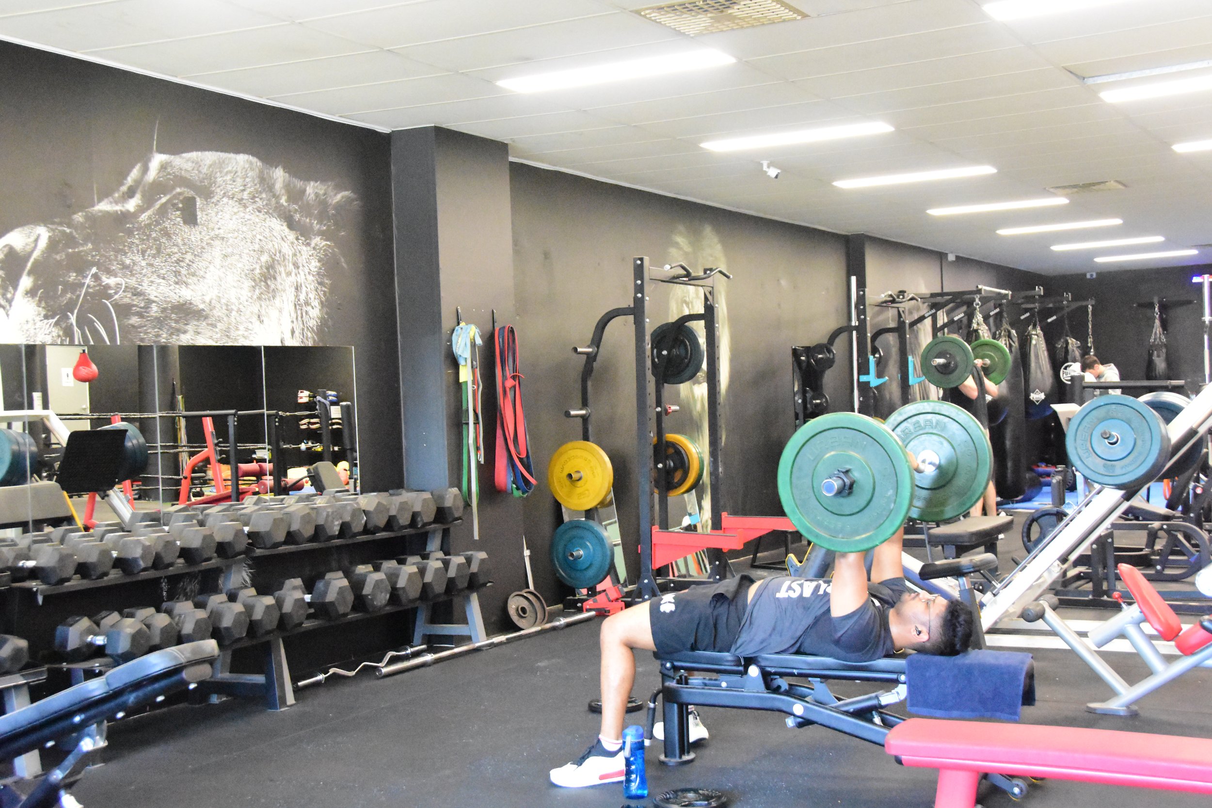 A man lifting weights on a bench press at a gym, with various exercise equipment and a lion mural on the wall in the background.