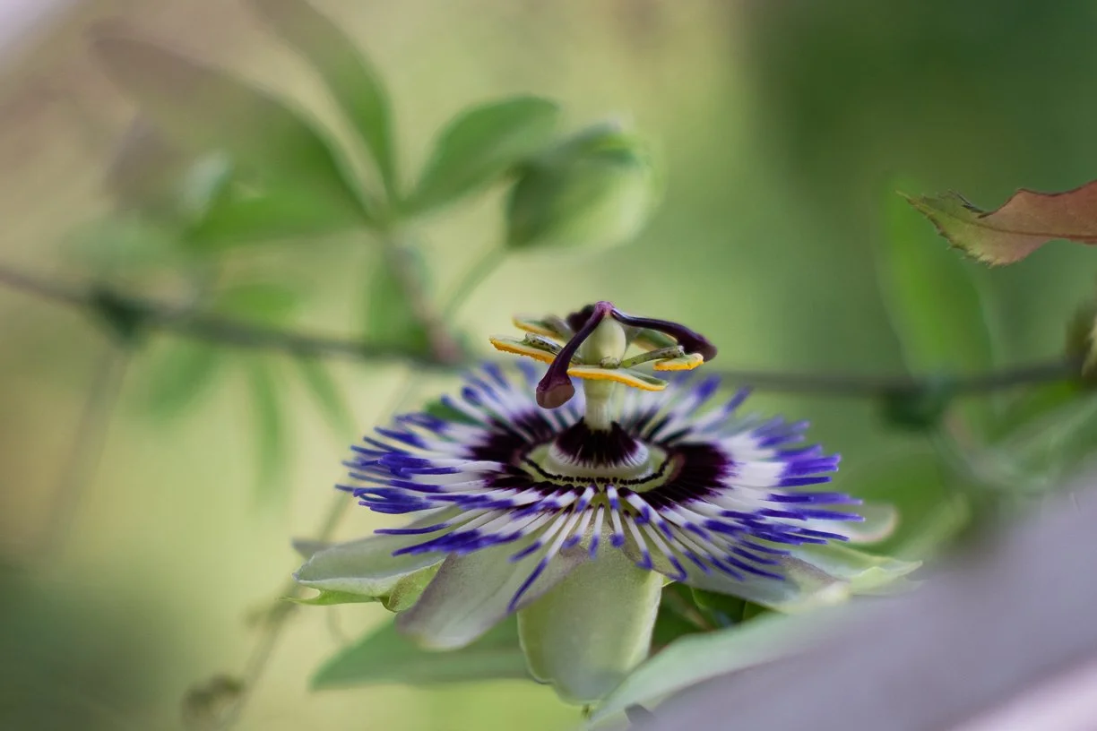 Nahaufnahme einer Passionsblume mit einer kleinen Krabbe auf der Blüte