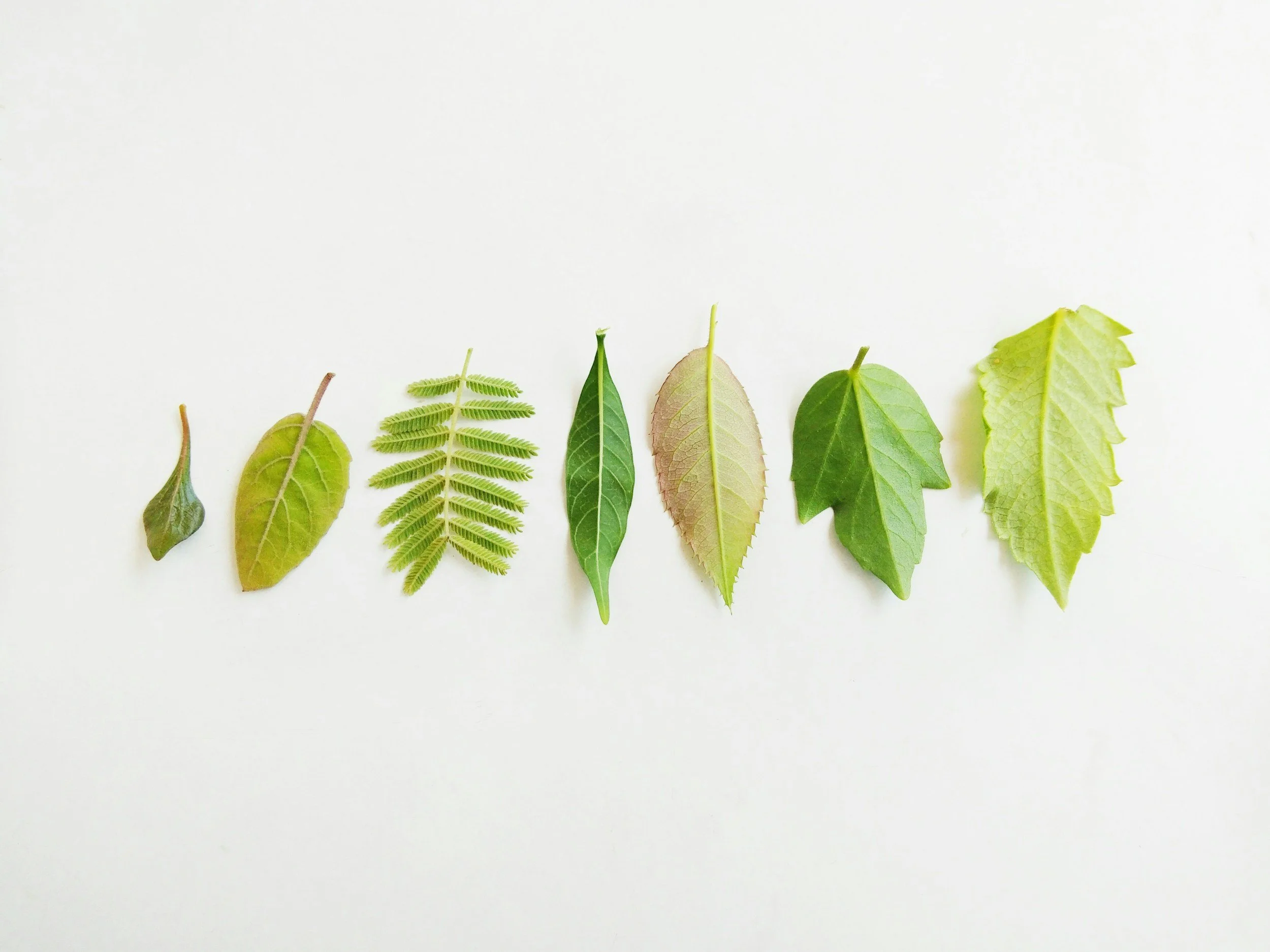 Different sized leaves from plants in a row on a white background