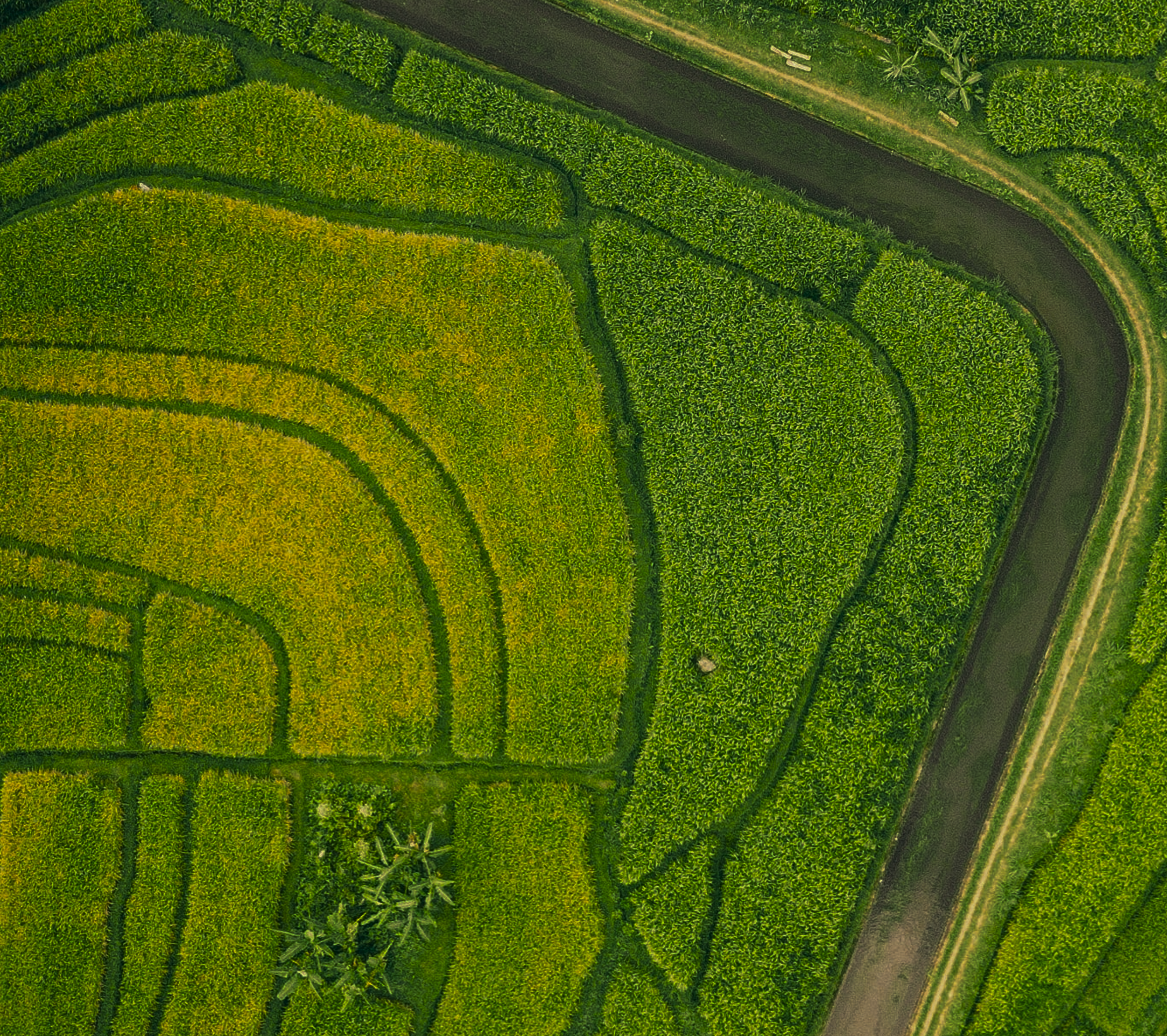 Luftaufnahme einer grünen Landschaft mit geschwungenen Wegen und Feldern