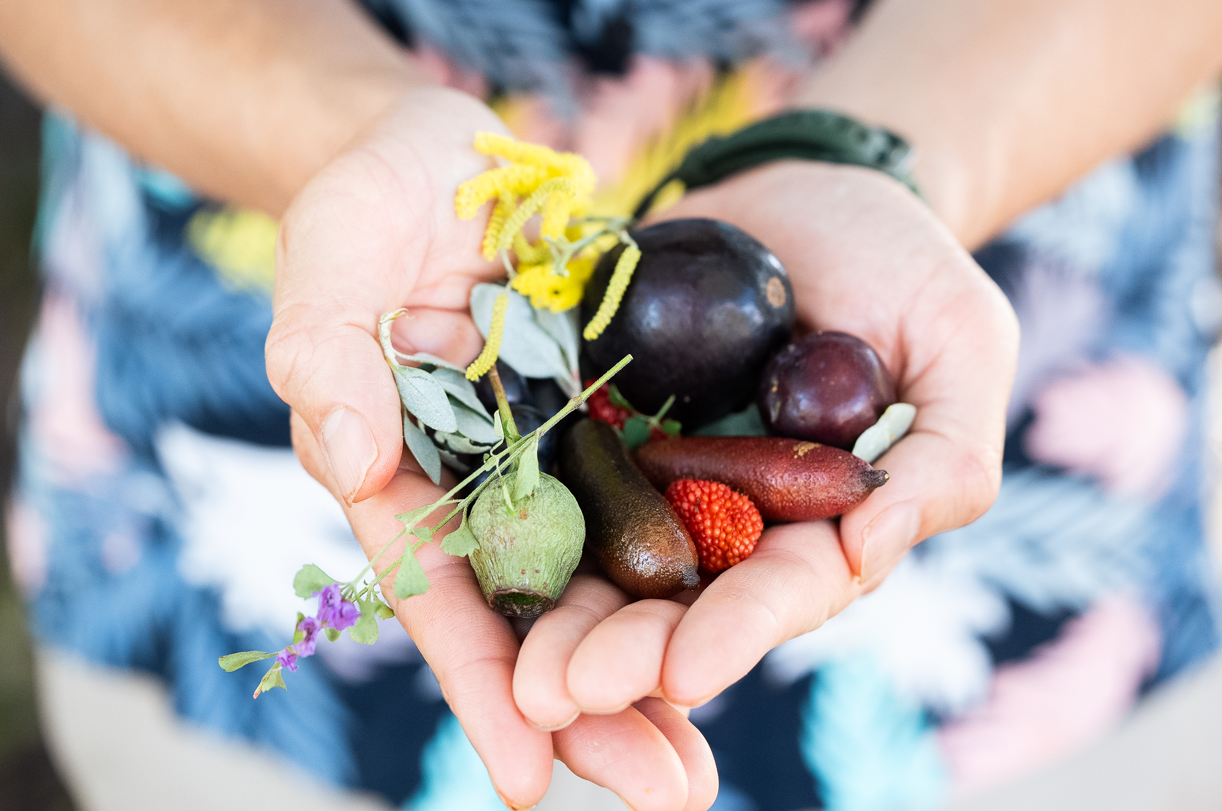 The History of Bush Food and How It Shapes Modern Australia