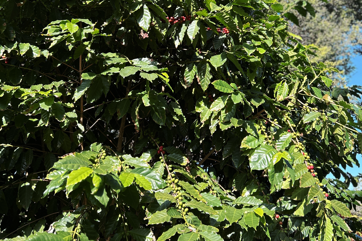Can Kids Eat Native Food? A Family Guide to Bush Tucker Adventures in Sydney