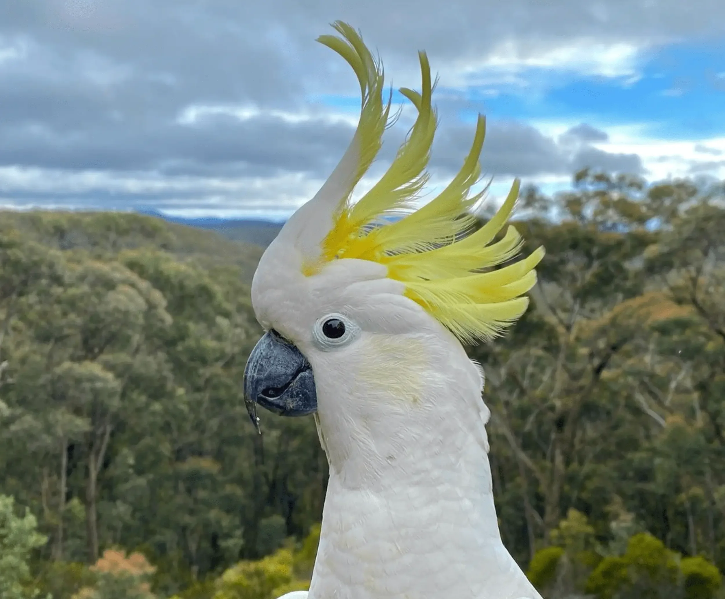 Close-up of a white cockatoo with bright yellow crest feathers, standing outdoors with a background of trees and a cloudy sky.