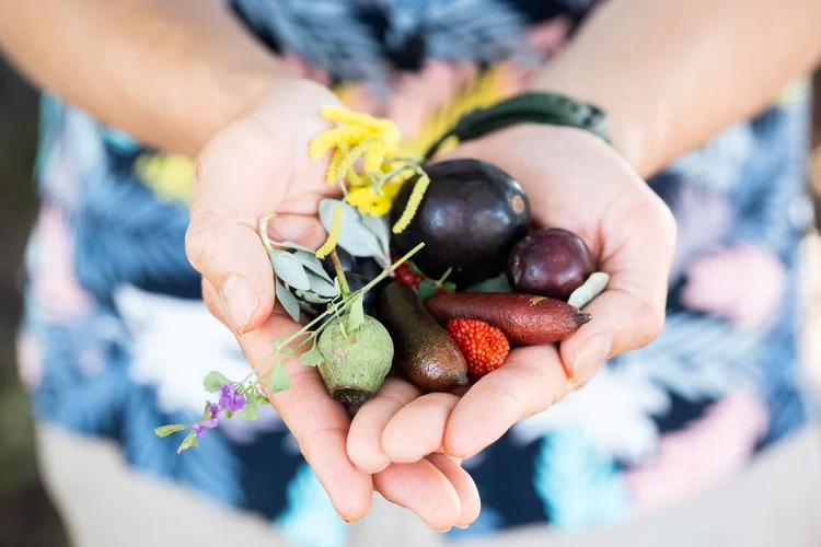 Hands holding native Australian bush tucker ingredients including finger lime, Davidson plum and wild herbs for a Sydney native food tour.
