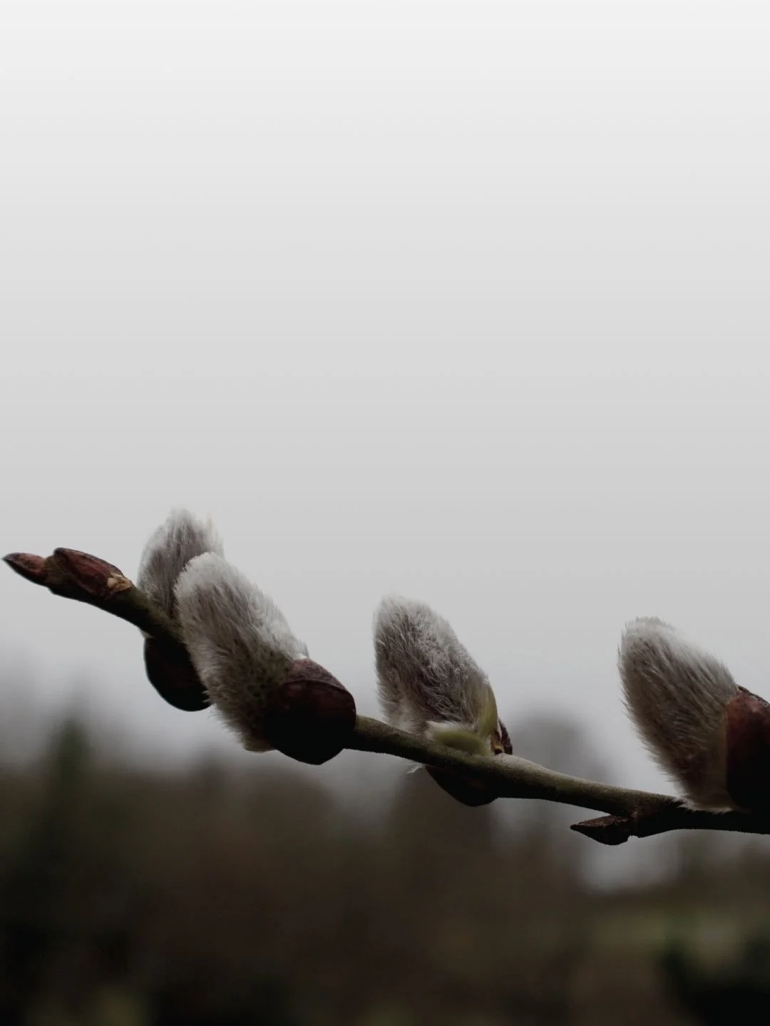 The older I get, the more I realize happiness is found in slowing down and embracing the beauty and wonders that surround us : 

&bull; Watching nature&rsquo;s return to life
&bull; Find peace in a foggy morning
&bull; Stare at a pink sunset

Does th