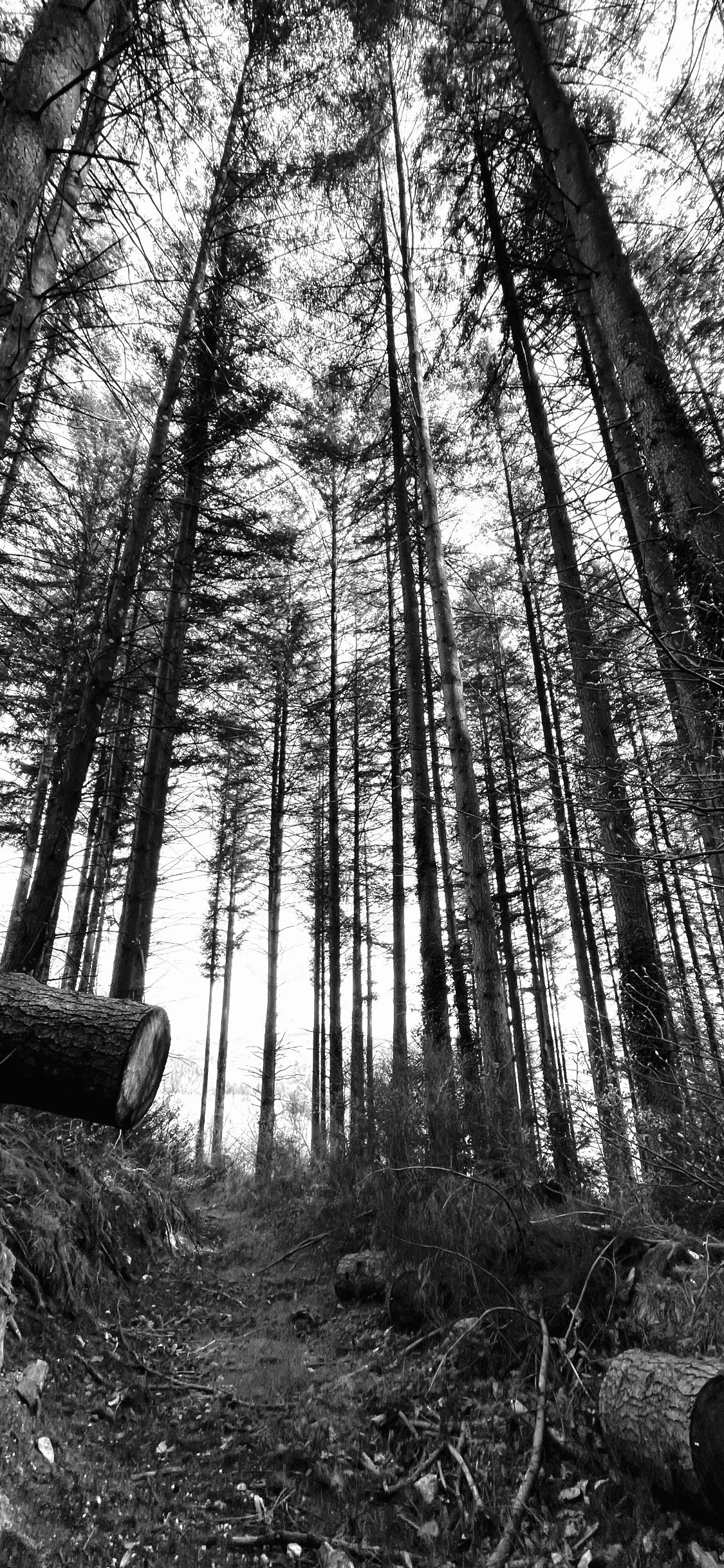 Black and white photo of a dense forest with tall, thin trees and fallen logs on the ground.