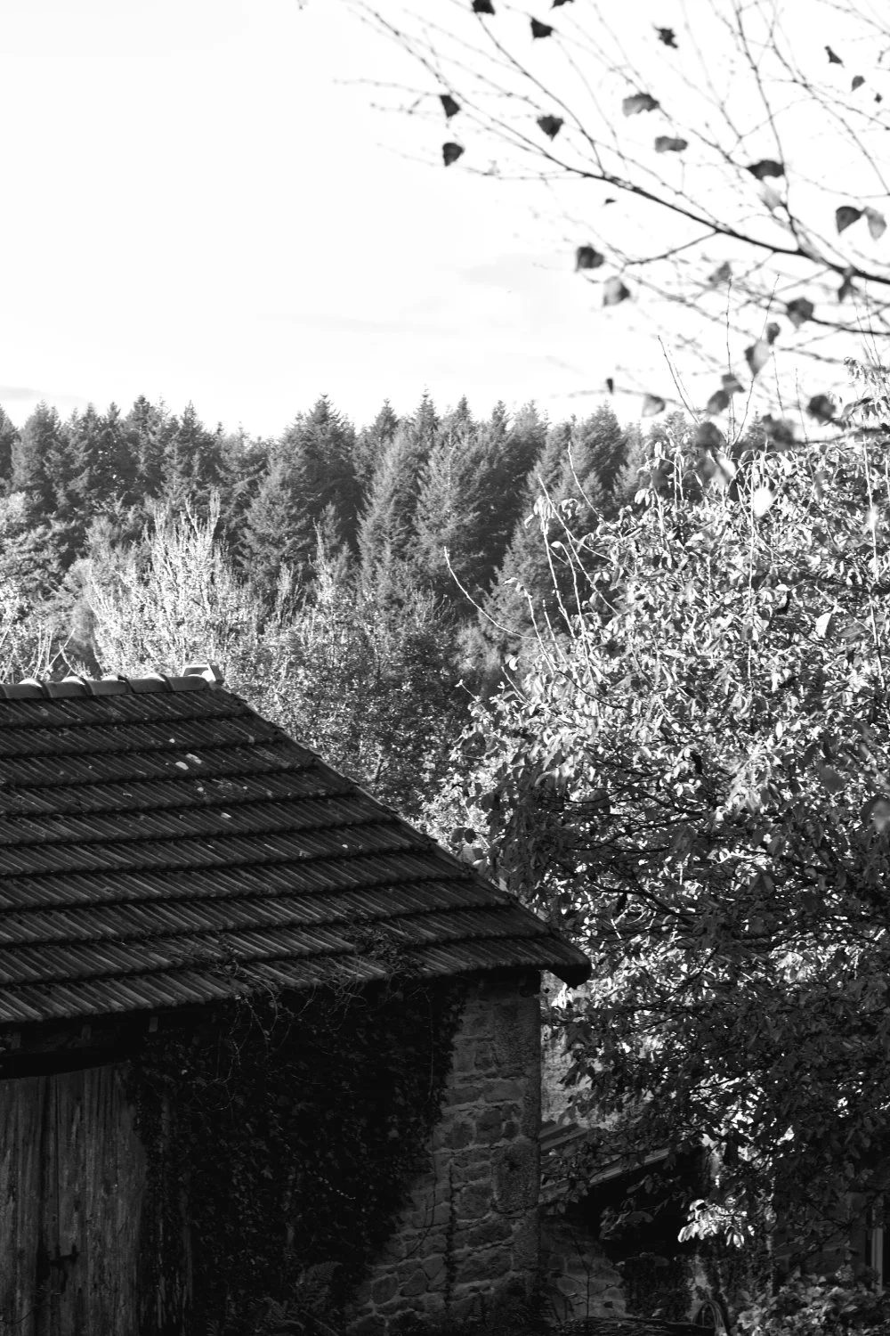 Black and white photo of a house with a tiled roof surrounded by trees and forest in the background.