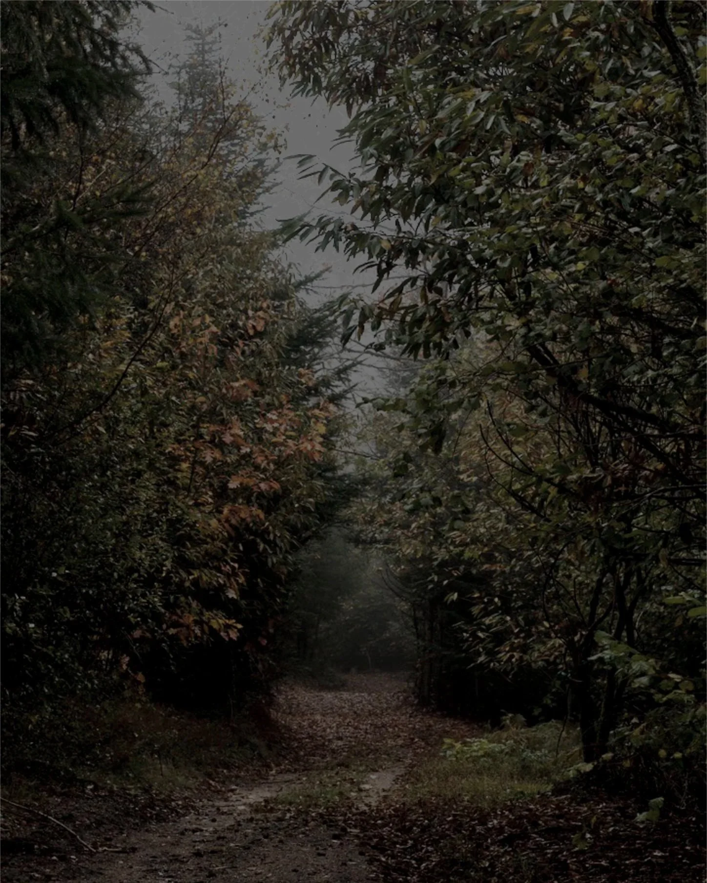 A foggy forest trail surrounded by dense trees and greenery.