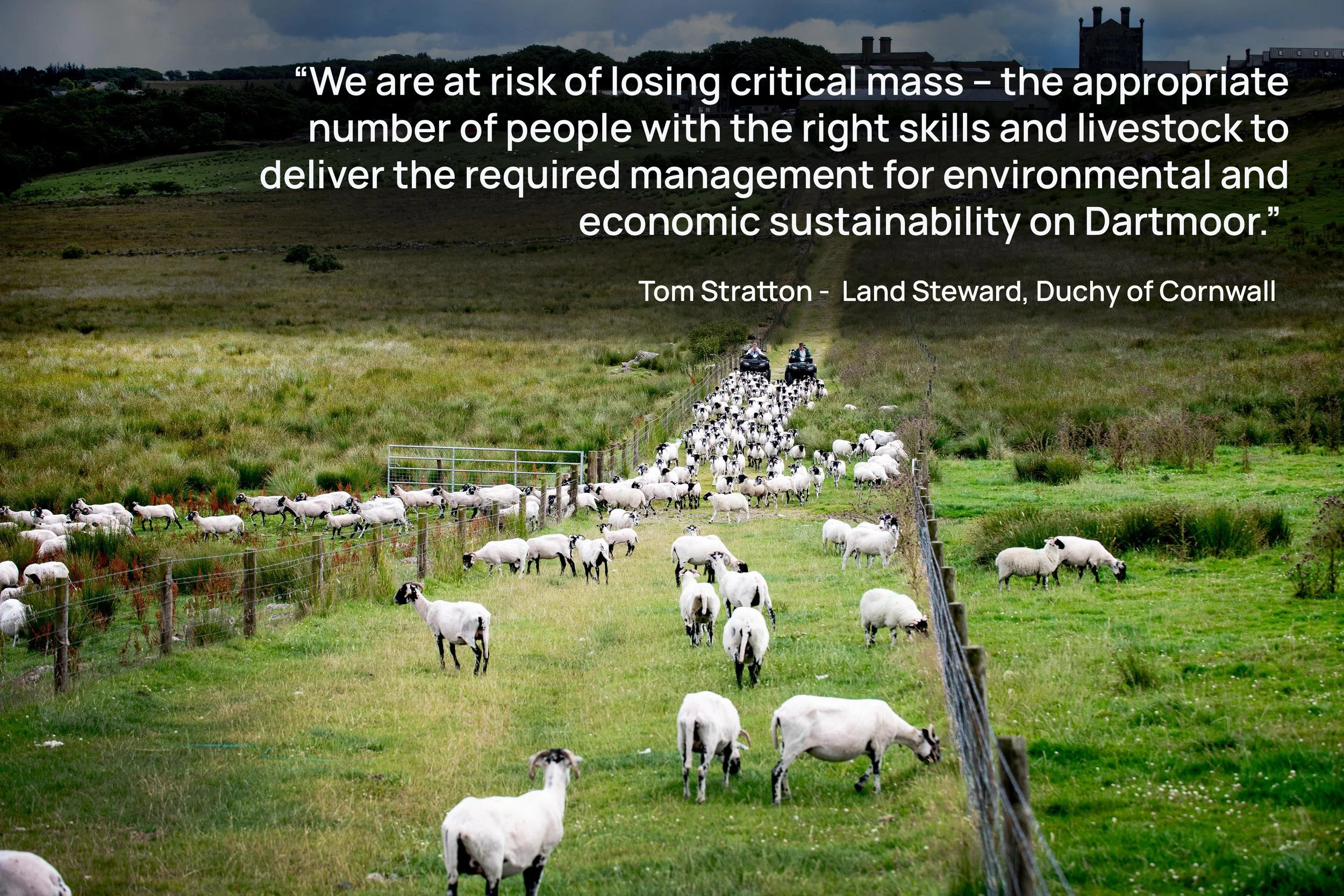 Will further cuts to livestock numbers on Dartmoor prove damaging?