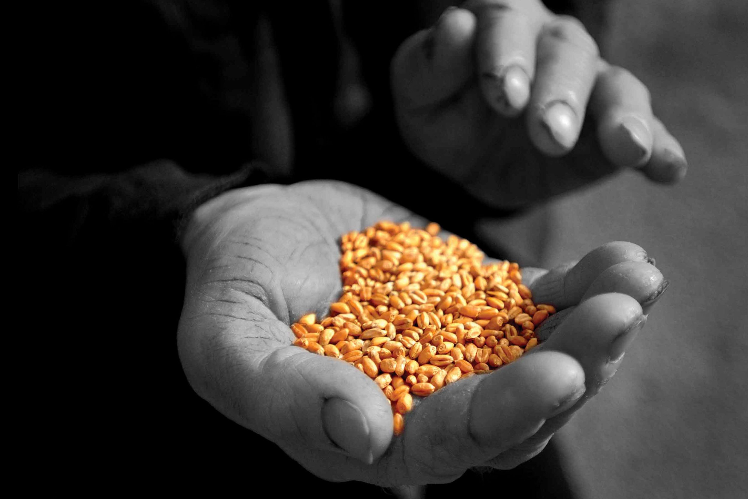 JV.Grain.jpg